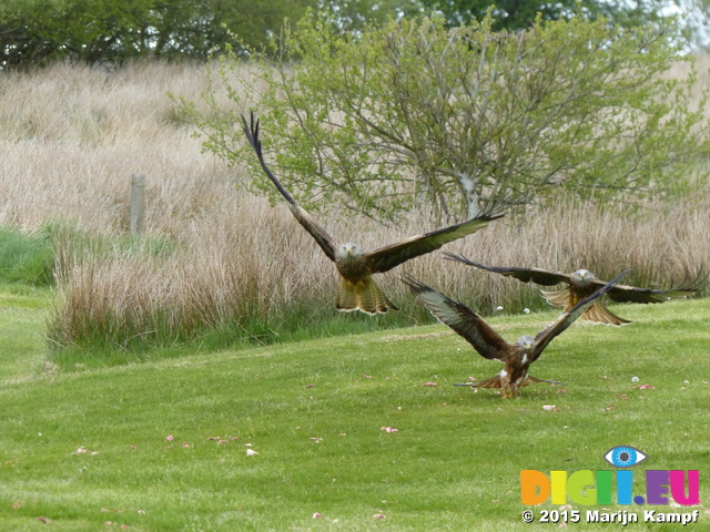 FZ015420 Red kites feeding (Milvus milvus)